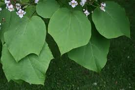 Image result for Catalpa