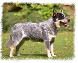 Cattle dog...