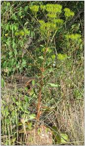 Image result for Kalanchoe brachyloba