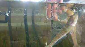 A freezer door left open accidentally left me frantically. Feeding My Pet Round And Monkey Gobies Youtube