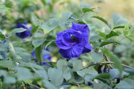 Image result for Clitoria