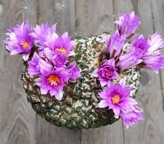 Image result for Kotschya carsonii