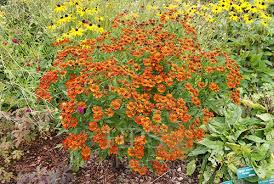 Image result for Kleinia grantii