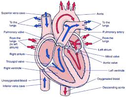 Diagram Of Blood Flow Through The Heart Cardiac Nursing