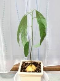 チョークアートの花々堂 にこにこ成長日誌 アボカドのたねから