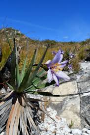 Image result for Velloziaceae