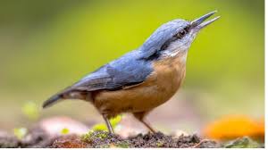Feeder Bird Identifier By Picture 21 Most Common Feeder Birds In Europe Id Guide In 2020 Common Birds Birds Bird Watching