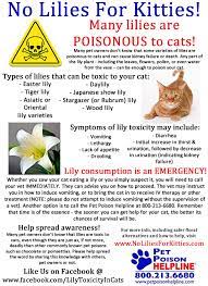 Cats and poisonous flowers and plants. Awareness For Lily Toxicity In Cats Posts Facebook