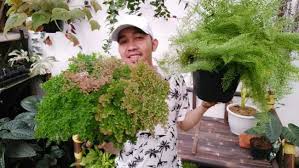 Bunga hias ini sangat terkenal dengan aromanya yang khas. Panduan Memilih Dan Merawat Tanaman Hias Di Dalam Rumah Klik Hijau
