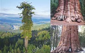 The second tallest building in the world has 121 floors and measures an astounding 2073 feet. Uzivatel Myth And Fact Na Twitteru The Tallest Tree And The Largest Tree In The World Are Both From California