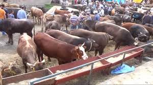 Yozgat Ta Kurban Pazarinda Hareketlilik Devam Ediyor Dailymotion Video