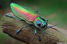 Metallic Wood Boring Beetle Beetle Beautiful Bugs Incredible Creatures