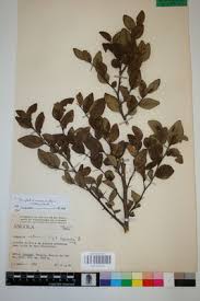 Image result for Dovyalis macrocalyx