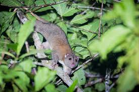 Image result for Pteris auquieri