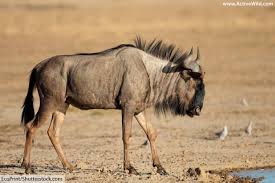 A monkey that lives in the savanna. African Animals List With Pictures Facts Information Worksheet