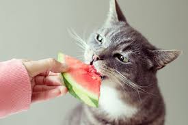 The healthiest fish for cats are of the white and boneless kind. Can Cats Eat Ham Daily Paws