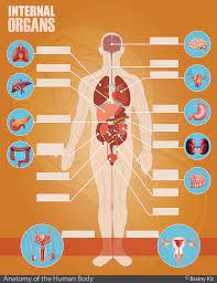 (spanish version) the human spine anatomy chart is another excellent example of a melding of beauty and education in the anatomical arena. Anatomy For Kids Pdf Kit