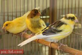 صور عصافير الكناريا معلومات عن عصافير الزينة او عصافير الحب american singers canary birds canary