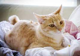 Due to the location of this organ, pancreatic cancer may be difficult to detect and oftentimes isn't diagnosed until the more advanced stages. Feline Pancreatitis Signs Of Trouble