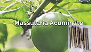 Image result for Massularia