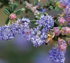 Bees find blue, purple and yellow flowers most appealing. Blue Blossoms For Honey Bees Bee Culture