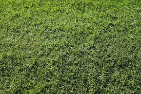 High quality photoscanned 4k pbr gravel material to download. Green Grass Abstract Background Decorative Pattern Texture Earth Green Color Piqsels