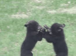 Meme about bear, bears, putin, vladimir putin, picture related to putin, bear, on and a, and belongs to categories animals, memes, politics, etc. Gif Talk Off Topic Rdr2 Org Forums