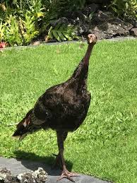 We did not find results for: Thanksgiving Blessings May Be Sometimes Forgotten West Hawaii Today