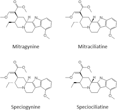 Image result for Mitragyna rubrostipulata