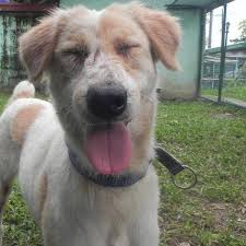 Native dogs in the philippines used to only be called askal. A Guide To Aspins The Philippines Native Dogs Philippine Primer