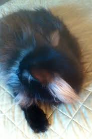 Each breed has its standard for heaviness of furnishings and whether ear tufts, or lynx tips, are allowed or encouraged. Changeling Cat Maybe Part Maine Coon Thecatsite