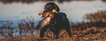 Flagship Retrievers A Waterfowl Dog Overview Endless Migration