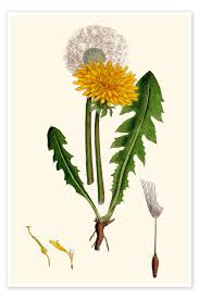 Image result for Taraxacum