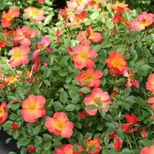 Proven winners oso easy® cherry pie, paprika & fragrant spreader as a beautiful border of color he has been doing remarkable work to develop winter hardy, disease resistant roses and roses that are resistant to just about every other hindrance that would keep folks from growing roses. Oso Easy Hot Paprika Rose Buy Online Best Prices