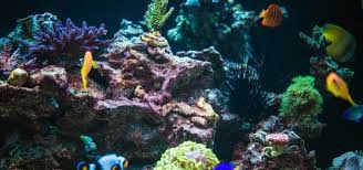 Are you still loving all the faux coral decor we've been seeing at places like pottery barn and horchow? Coral Reef Rock Decorating Tropical Fish Hobbyist Magazine