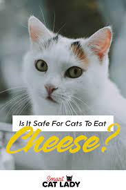 Is It Safe For Cats To Eat Cheese Cats Angora Cats Cat Facts