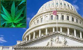 Bipartisan Congressional Lawmakers File Bill To End Federal Marijuana  Prohibition In Legal States In Line With Trump's Stance - Marijuana Moment
