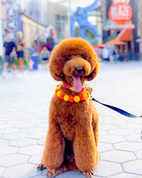 Fully house trained, fantastic puppy only for sale as my work commitments have changed. Red Teddy Bear Poodles Scarlet S Fancy Poodles Home Facebook