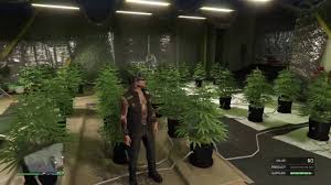 Oct 30, 2016 · for weed businesses it takes: Gta Online Scared 7 Weed Farm Part 3 Ps4 Youtube