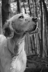 Black And White English Setter Dog English Setter Collet English Setter Best Dogs Cute Dog Photos