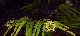 Image result for Rotheca wildii