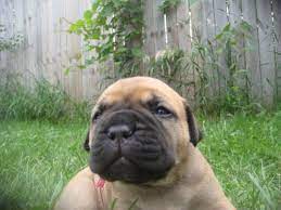 Watchman Kennels Bullmastiff Puppies For Sale Puppies For Sale Bull Mastiff