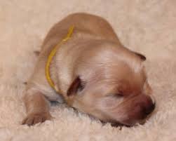 We would like to show you a description here but the site won't allow us. Golden Retriever Info Temperament Life Expectancy Puppies Pictures
