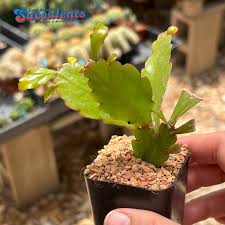 Image result for Rhipsalis