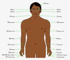 This list of human body parts includes common anatomical divisions and the body parts that compose those divisions. Body Part Tally Of Sibil Valley People Part Of Body In Dutch Hd Png Download Kindpng
