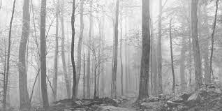 Panoramic Print Or Canvas Black And White Panorama Landscape Etsy Panoramic Print Grey Wall Art Forest Art