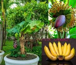 Image result for Musa Cavendish