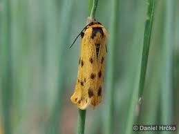 Image result for Setina roscida