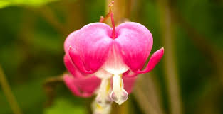 In stock on june 4, 2021. Bleeding Heart Lamprocapnos Spectabilis Plant Care 101
