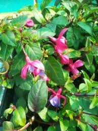 Whether you'er a professional florist or diy type, that's planning a wedding, event or just love flowers. Bedding Plants For Sale Garadh A Bhagh A Tuath Scio